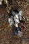 Goose barnacles Pedunculata in a sea grotto at the Atlantic