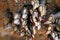 Goose barnacles Pedunculata in a sea grotto at the Atlantic