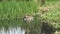 A goose in a beautiful pond in the springtime