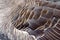 Goose Bird Feathers wing detail background
