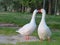 Goose bird swim colors white feathers beak