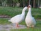 Goose bird swim colors white feathers beak