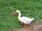 goose is a bird type animal with a large body and a very loud voice