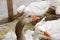 Goose bird white and brown in farmyard