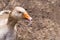 Goose in the bird yard farm. Concept of animal husbandry, household, organic meat, village life. Copy space