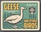 Goose birds from farm, retro vector poster