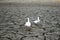 Goose birds walk on drought, the ground cracks