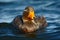 Goose in the blue water. Kelp goose, Chloephaga hybrida, is a member of the duck, goose. It can be found in the Southern part of