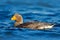 Goose in the blue water. Kelp goose, Chloephaga hybrida, is a member of the duck, goose. It can be found in the Southern part of S