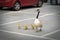 Goose brood on parking lot