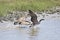 Goose chasing another goose away from his gooslings