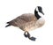 Goose with Clipping Path