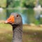 Goose closeup over nature background. Head of waterfowl bird