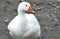 Goose on a country farm