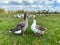 Goose couple