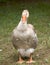 Goose in Dordogne