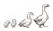 Goose and Duck farm animals sketch. Hand drawn birds family with two chickens kids near mom and father.