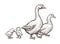 Goose and Duck farm animals sketch. Hand drawn birds family with two chickens kids near mom and father.