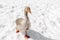 Goose duck walking on snow on rural barnyard in free range poultry farm at winter. poultry farming