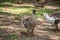 A goose of ducks and ducklings grazing in a park