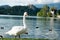 Goose and ducks on Lake Bled in summer, view of Bled castle, Slovenia, Europe