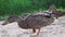 Goose eats bread in front of the camera. Geese standing and eating bread. Feeding ducks bread, feeding mallard ducks