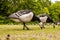 Goose in Ethnographic park