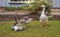 The Goose Family