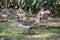 Goose family big and amall size is living on the grass with garden background