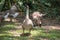 Goose family big and amall size is living on the grass with garden background