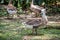 Goose family big and amall size is living on the grass with garden background