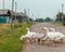 Goose family cross road in Ural village. Russia