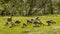 A goose family eating grass in the lovely sunshine. there are 2 adult geese and 12 geese