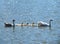 Goose family floats on the brilliant lake.