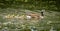 Goose family in the park of London. Bird portrait.