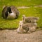 Goose family in the park of London. Bird portrait.