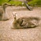 Goose family in the park of London. Bird portrait.