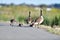 A Goose Family Walking on Bay Trail