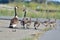 A Goose Family Walking on Bay Trail