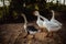 Goose Family Walking in Natural Rice Field