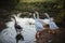 Goose Family Walking in Natural Rice Field