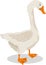 Goose farm bird cartoon illustration