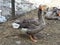 Goose on a farm in italy