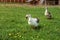 Goose on a farm, walking on meadow with dandelions