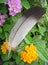 Goose feather