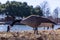 Goose feeding by the pond