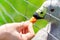 Goose feeding. Woman`s hand gives a carrot to a blunt beak goose
