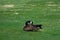 Goose in a fieldin spring