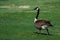 Goose in a fieldin spring