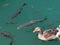 Goose and fishes floating in the adiyaman AtatÃ¼rk dam lake